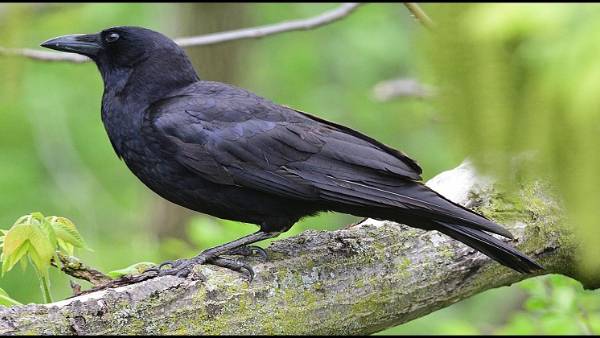  కాకి ఏ దిశలో కనిపిస్తే మంచి జరుగుతుంది అంటే