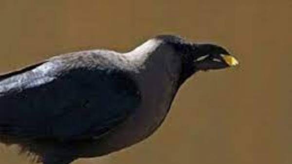 కాకి ఇలా కనిపిస్తే అశుభ సూచకం