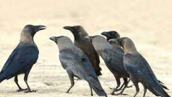 కాకి కనిపిస్తే శుభ ఫలితాలు కూడా