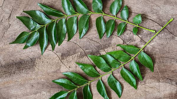 కార్బజోల్ ఆల్కలాయిడ్లు