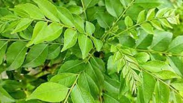 రోగ నిరోధక శక్తి