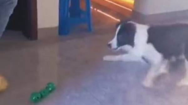 తన్నేందుకు యత్నం..