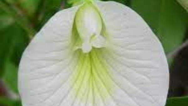 ఈ మొక్కలు ఇంట్లో ఉంటే ఆదాయానికి లోటు ఉండదు