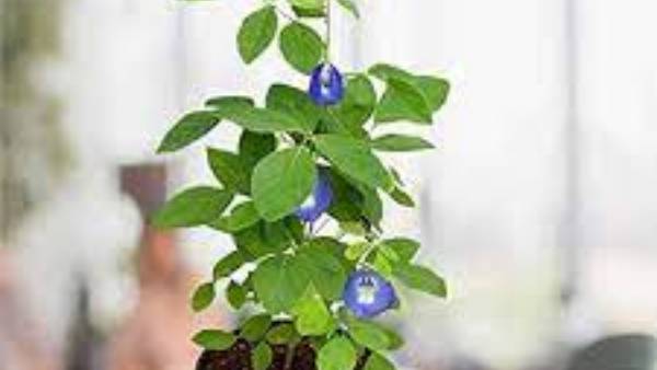 శంఖు పూల మొక్కలతో సంపద