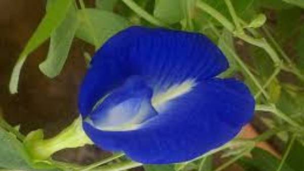 అపరాజిత మొక్కలను ఇంట్లో ఈ దిశలోనే పెట్టాలి