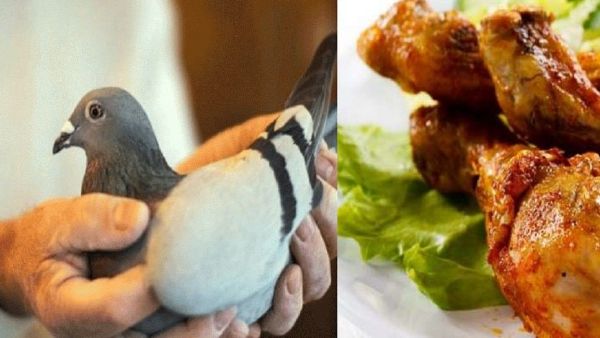 Mumbai: A man supplied pigeon meat to restaurant, they sold it as chicken, case filed Mumbai: A man supplied pigeon meat to restaurant, they sold it as chicken, case filed