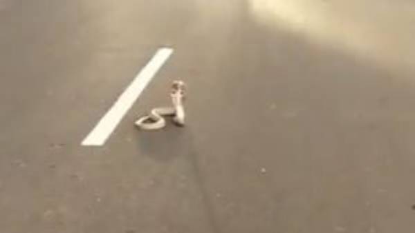  వాహనదారులను వెంబడించి పాము హల్చల్