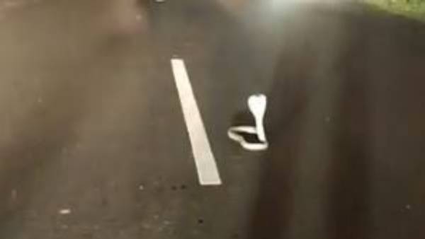  నడిరోడ్డుపై ట్రాఫిక్ ను ఆపిన నాగుపాము