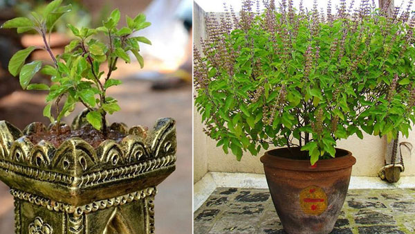 తులసి పూజకు నియమాలు తులసి పూజకు నియమాలు