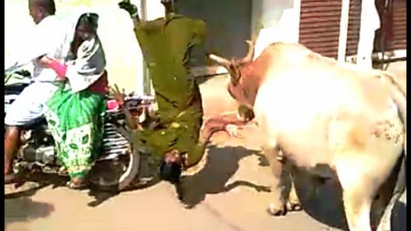 ఆవులు పెంచుతున్న రైతు ఆవులు పెంచుతున్న రైతు