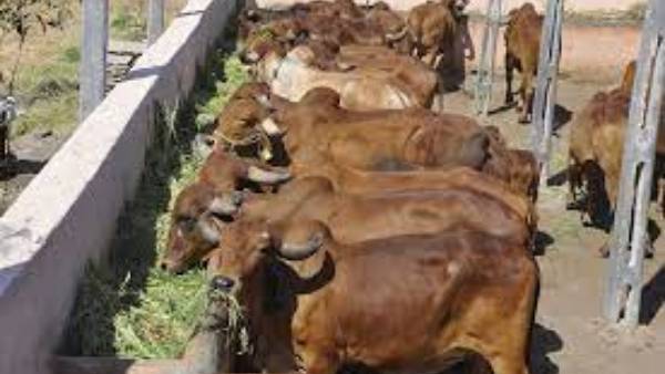 ఆవులను పొలంలో వదిలి పెట్టి వెళ్లాడు ఆవులను పొలంలో వదిలి పెట్టి వెళ్లాడు