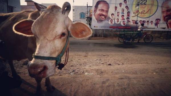 ఆవును కూడా వదలని కామాంధుడు ఆవును కూడా వదలని కామాంధుడు