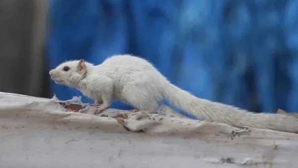 తెలంగాణలో ల్యూసిస్టిక్ స్క్విరెల్