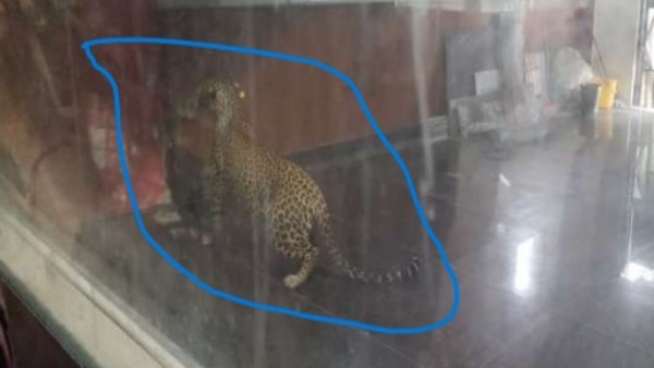 చిరుతను బంధించిన జూ సిబ్బంది