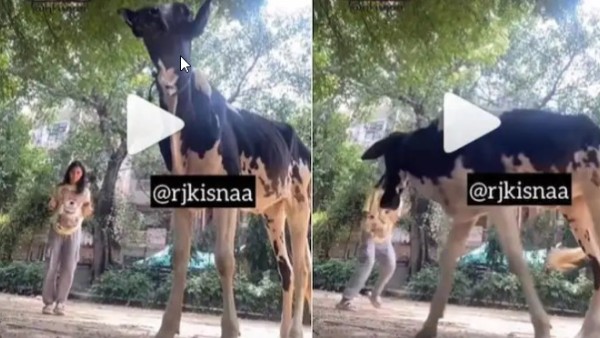Viral Video: Cow Gets Angry On Girl, who Making Dance Reel in Front Of It Viral Video: Cow Gets Angry On Girl, who Making Dance Reel in Front Of It