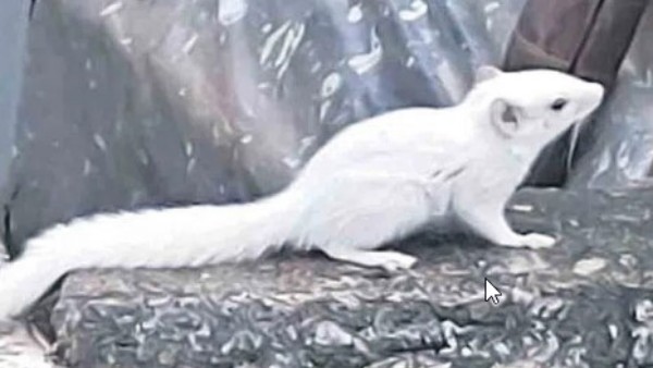 ల్యూసిస్టిక్ స్క్విరెల్ ఎందుకిలా ఉంటుంది?