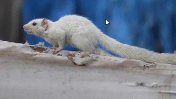 ఉడుతల్లో లూసిజం తక్కువ: 2016లో తొలిసారి తమిళనాడులో