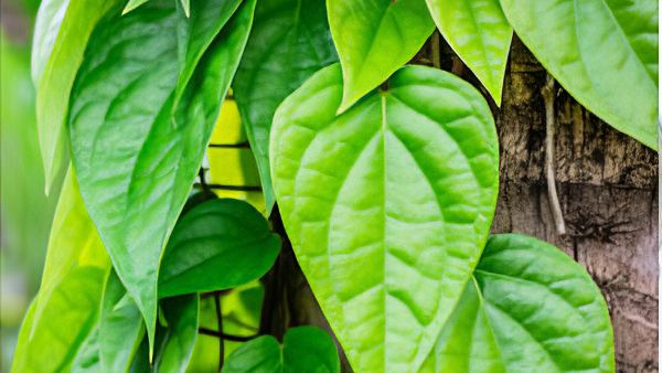 డబ్బు సమస్యలు ఉంటే తమలపాకుతో ఇలా చెయ్యండి