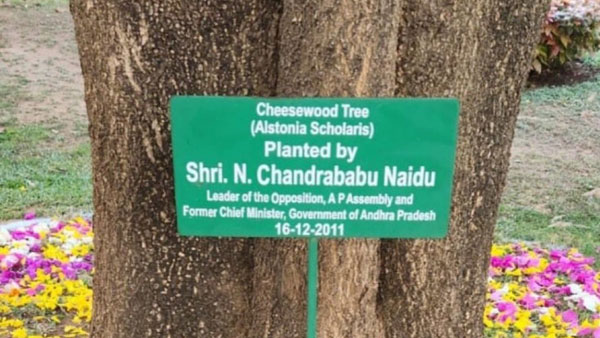 TDP chief Chandrababu visited the Cheesewood sapling, which was planted by him at ISB