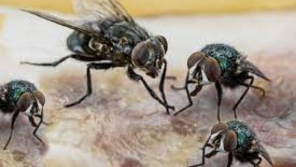 గణనీయంగా పెరిగిన ఈగల సంఖ్య.. యూపీలోని ఆ గ్రామాల్లో కొత్త తలనొప్పి 