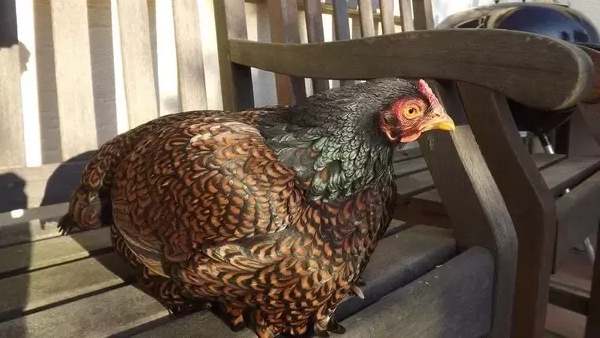 200 గ్రాముల వేరుశెనగ