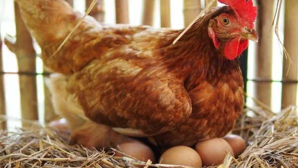 24 గంటల్లో