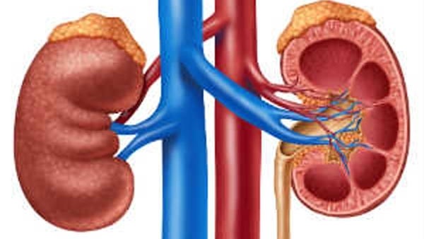కిడ్నీ సమస్యలు