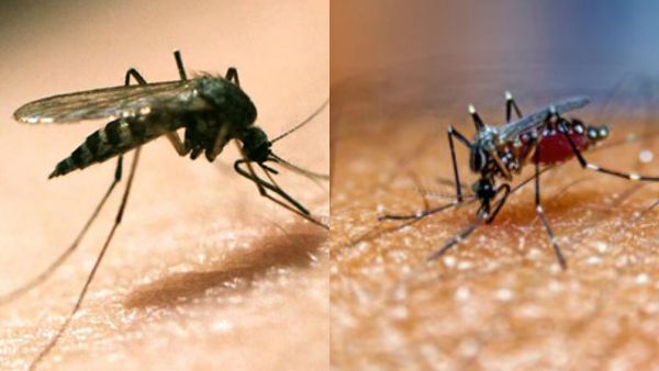  దేశంలో గణనీయంగా పెరుగుతున్న టమాటా ఫ్లూ కేసులు 