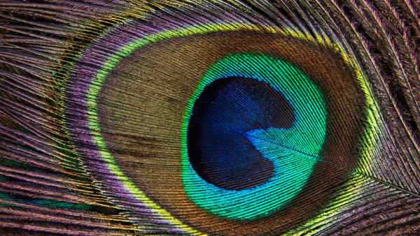 చదువు బాగా రావాలంటే పిల్లల గదుల్లో పెట్టాల్సినవి ఇవే