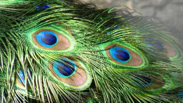 క్యాష్ బాక్స్ లో నెమలి ఈకలు.. ప్రయోజనం ఇలా