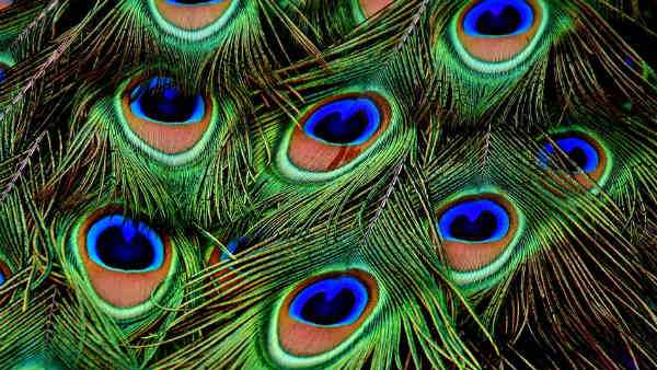 వృత్తి, ఉద్యోగాలలో నైపుణ్యం లేదా? అయితే నెమలి ఈకలతో ఈ పని చెయ్యండి