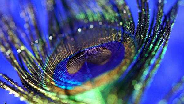 ఇంట్లో నెమలి ఈకలు .. అదృష్టం ఎలాగో తెలుసా ?