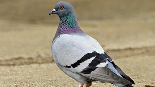 కరెంట్ తీగకు దారంతో చిక్కుకున్న పావురం .. రంగంలోకి యానిమల్ సొసైటీ