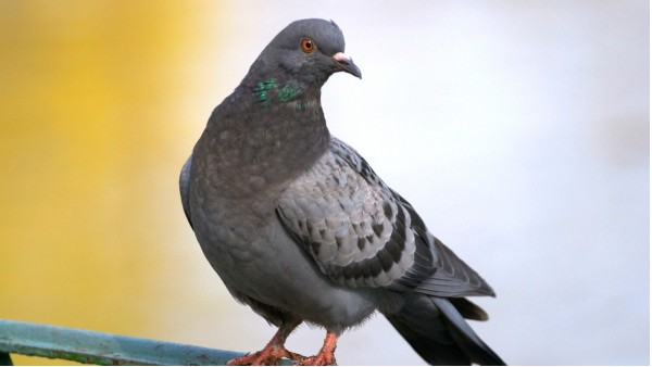 పావురం కోసం విద్యుత్ నిలిపివేసిన ట్రాన్స్ కో అధికారులు