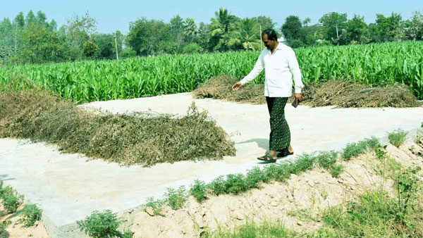 తెలంగాణాలో రైతు కల్లాల పంచాయితీ .. బీఆర్ఎస్ వర్సెస్ బీజేపీ తెలంగాణాలో రైతు కల్లాల పంచాయితీ .. బీఆర్ఎస్ వర్సెస్ బీజేపీ