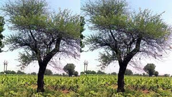 ఇళ్ళ ముందు పెంచుకోకూడని చెట్లు ఇవే