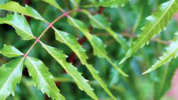 వేపాకులు, వేపపుల్లలు, వేప నూనే .. ప్రతీదీ గొప్ప ఔషధమే