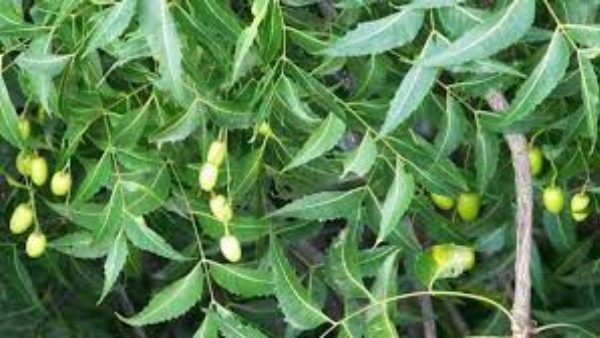  వేప చేదును రోజూ జీవితంలో భాగం చేసుకుంటే మంచి స్వీట్ రిజల్ట్