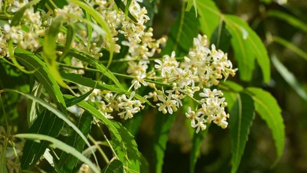  వేపతో బోలెడు ఆరోగ్య ప్రయోజనాలు