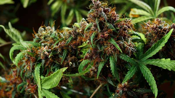  ఇంటి మీద గంజాయి మొక్కలు... శాడిస్టు కథ క్లోజ్