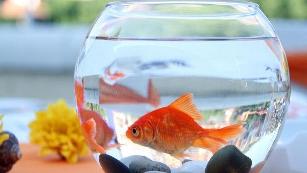 ఇంట్లో ఈ డెకరేషన్ వస్తువులు తెచ్చి పెట్టుకోండి.. ఫలితం చూడండి