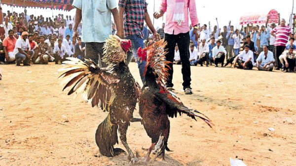 పందెం కోళ్ళ పెంపకానికి కుటీర పరిశ్రమలు .. పందెం కోళ్ళ పెంపకానికి కుటీర పరిశ్రమలు ..
