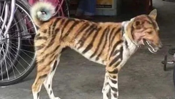 పులి వేషం కట్టిన శునకం.. ఐడియా బానే ఉందన్న గ్రామస్థులు