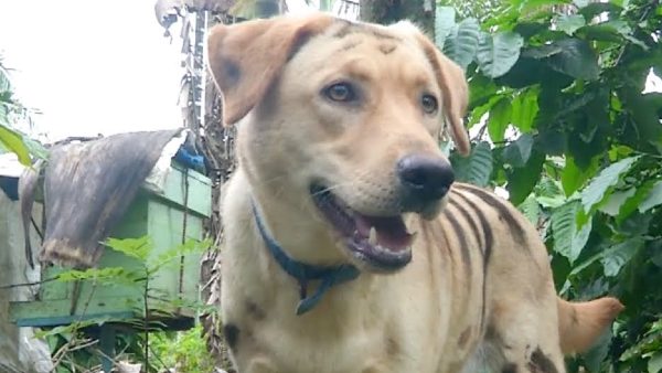 పులిగా మారిన కుక్క వీడియో వైరల్