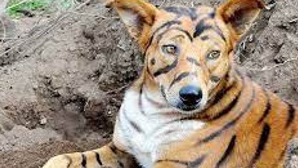 వాటి బారి నుండి పంటను కాపాడుకోవటంలో సక్సెస్ అయిన రైతు