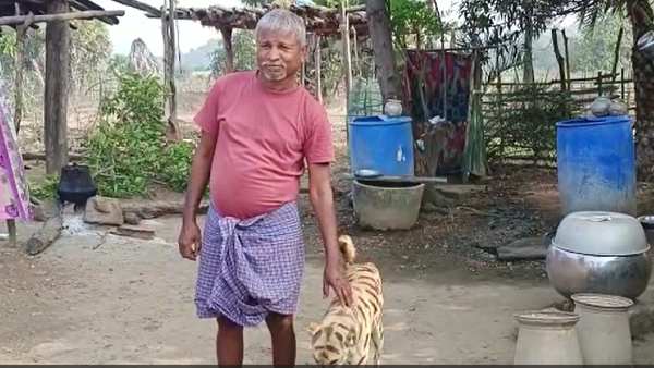 కుక్కను పులిగా మార్చేసిన రైతు.. ఎలాగంటే