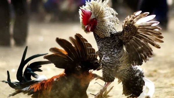 cockfight: a man died, after a hens knife hits him cockfight: a man died, after a hens knife hits him