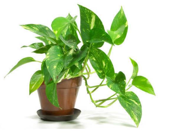 ఎండిపోనివ్వవద్దు ఎండిపోనివ్వవద్దు