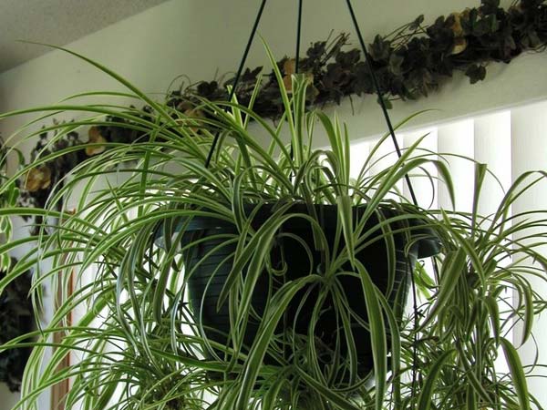 ఇంటి టెర్రస్ పై పెట్టుకోవాల్సినవి ఇవే ఇంటి టెర్రస్ పై పెట్టుకోవాల్సినవి ఇవే