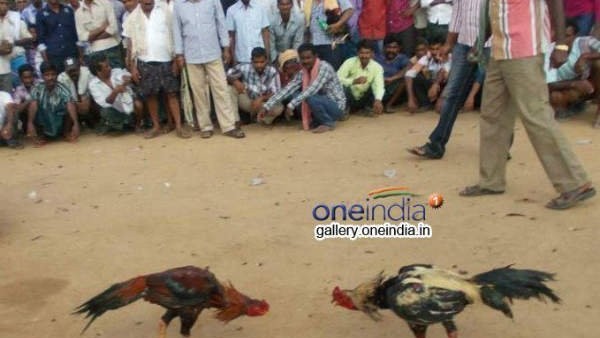 ఏపీలో క్రాస్ జనరేషన్ కోడిపుంజుల హవా ఏపీలో క్రాస్ జనరేషన్ కోడిపుంజుల హవా